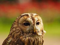 Tawny Owl Closeup