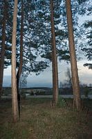 On the edge of the forest