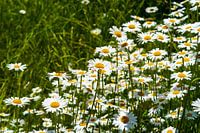 Wilde Margeriten auf der grünen Wiese im Sonnenlicht