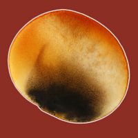 AMBER GLOW AQUA PETAL 996 - Abstrakter Aquarelldruck mit rubinrotem Schimmer