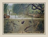Schoolplate M.A. Koekkoek - "In ditch and puddle"
