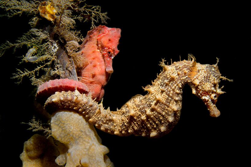 Hippocampes dans l'Escaut oriental par Filip Staes