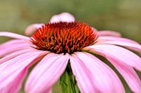 Rode Zonnehoed (Echinacea purpurea)