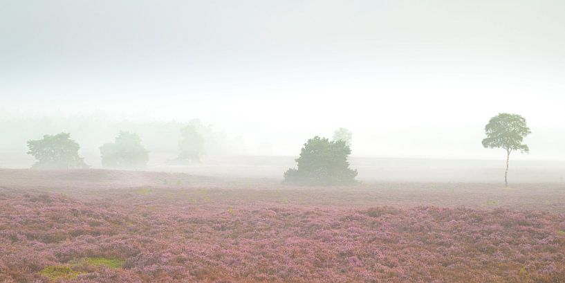 Lever de soleil sur un paysage de bruyères à la Veluwe par Sjoerd van der Wal Photographie