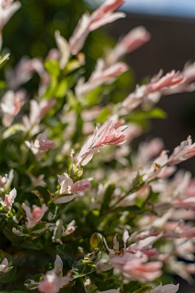 Blühende Japanische Weide mit pelzigen Blättern von Fotografiecor .nl