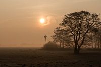 Ooievaarsnest in de ochtendzon