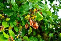 Petites pommes sur un arbre en été