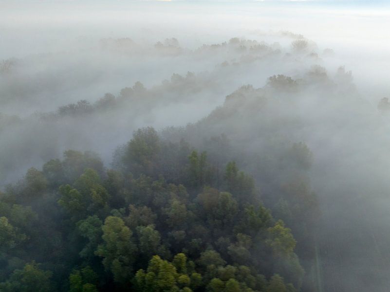 Nebliger Wald aus der Vogelperspektive im Herbst von Sjoerd van der Wal Fotografie