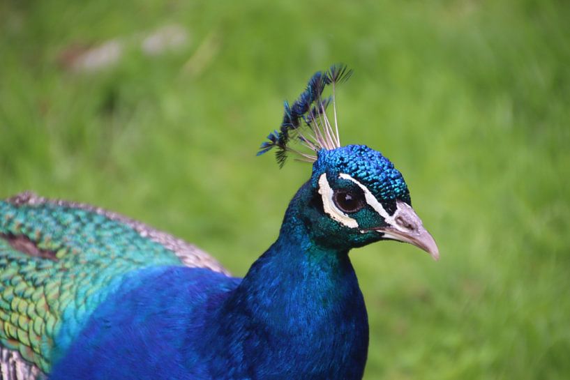 Gros plan sur un magnifique paon par Kimberley van Lokven