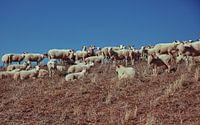 Sheep on a dune
