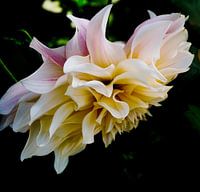 Fleur de clématite sur fond noir