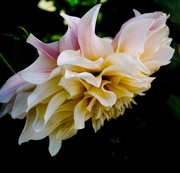 Clematis flower on black background by YVON Bilderbeek