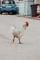 Curacao - Chicken on the street