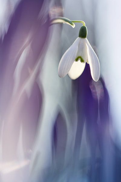 Garder la lumière par Bob Daalder