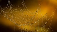 Spinnennetz mit Wassertropfen