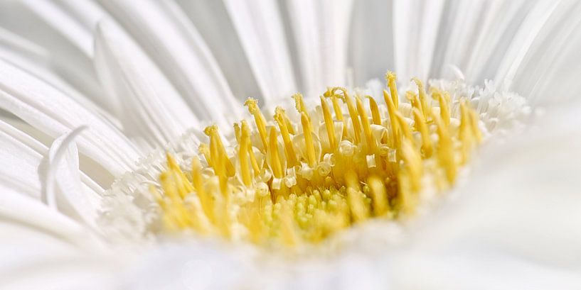 Gerbera von Violetta Honkisz