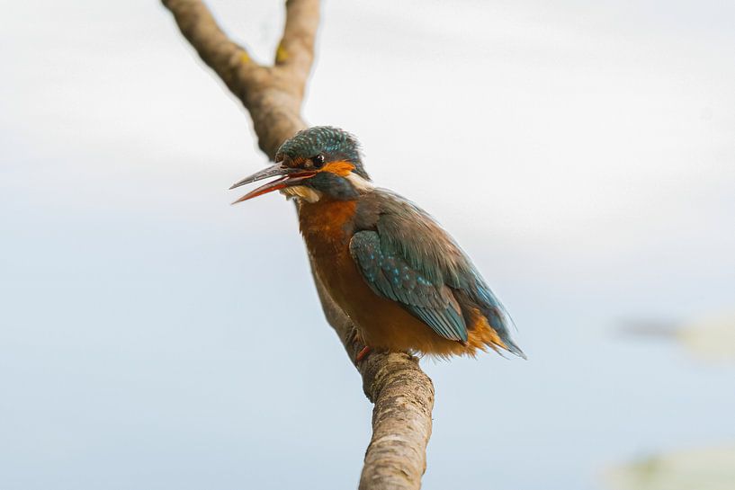 Le martin-pêcheur dans le Zouweboezem par Merijn Loch