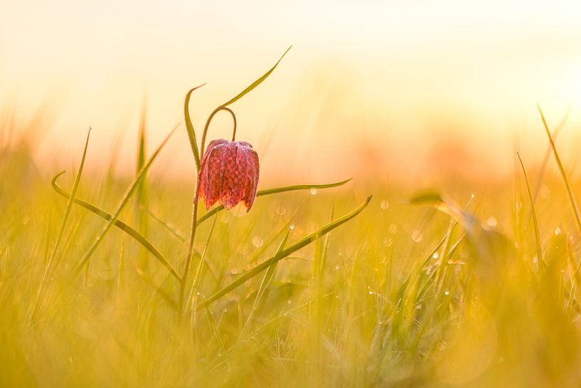 Schachblumeauf einer Wiese während eines schönen Sonnenaufgangs im Frühling von Sjoerd van der Wal Fotografie