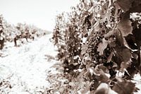 Reben in Südfrankreich schwarz-weiß