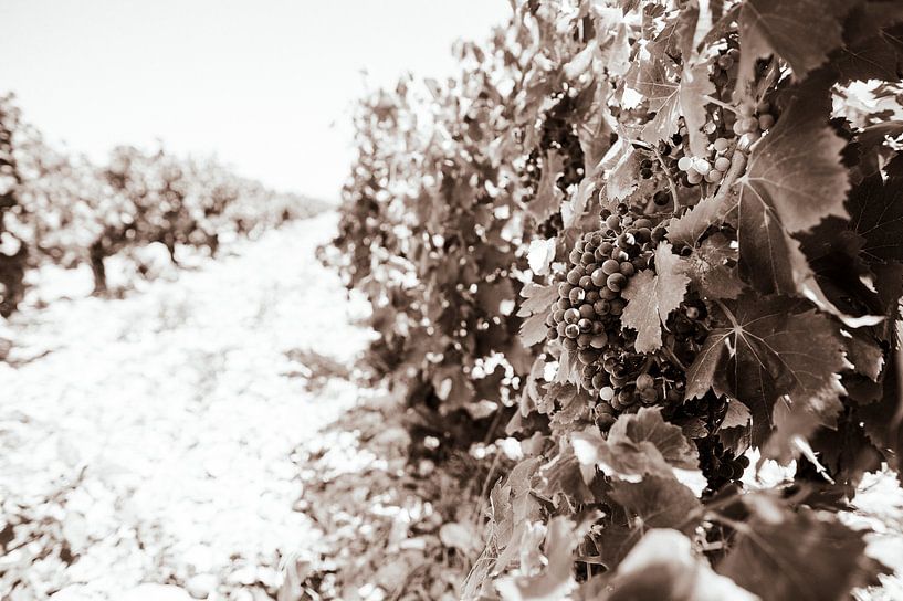 Vines in the south of France black and white by Nick van Dijk