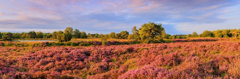 Bruyère en fleur à Terhorsterzand par Henk Meijer Photography