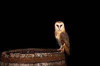 hibou des granges la nuit