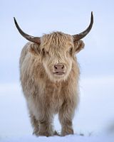 Portrait d'un highlander blond dans la neige