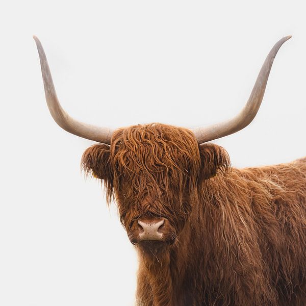 schotse hooglander in de mist in Nederland van Joyce van Galen