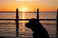 black labrador at sunrise