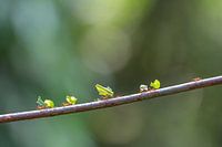 Blattschneiderameisen transportieren ihre Blätter