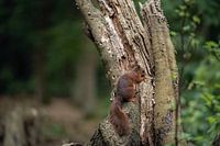 Foeragerende eekhoorn