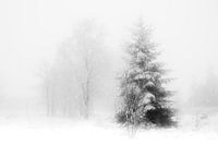 'WINTER', trees in the fog. Black-and-white photography.