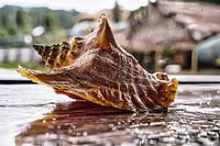 Grand coquillage sur la plage devant des cabanes indigènes