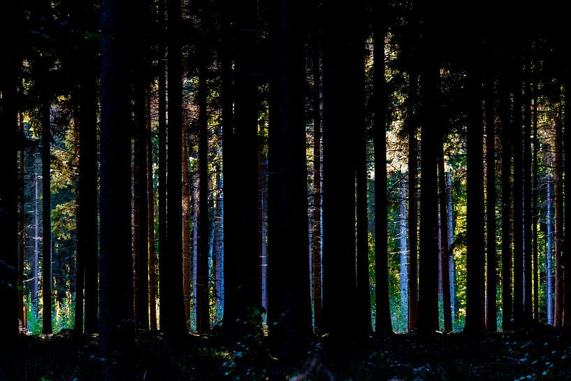 Forêt à travers les arbres par Leroy Scheer