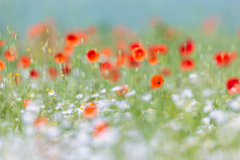 Mohnblüten zwischen Kamilleblüten von Daniela Beyer
