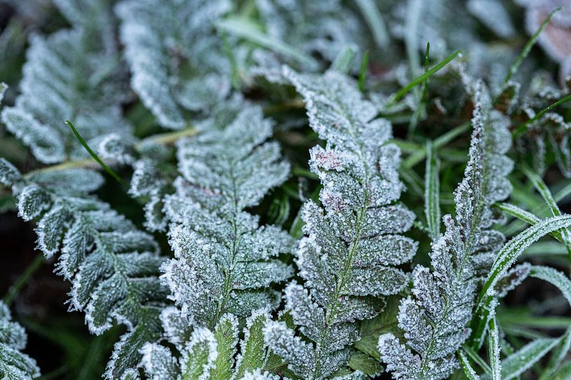 Winter coat of nature by Nicole Schmidt