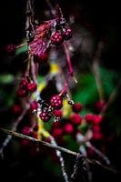 Brombeeren