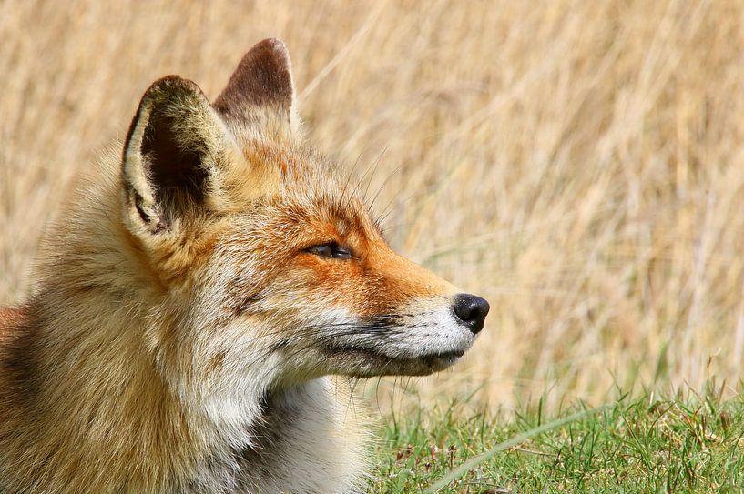 Fox par Bianca Arkesteijn