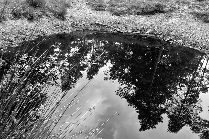 The pond in the forest. by JRobert Photography
