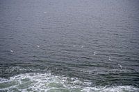 Seagulls flying over the sea, view from above.