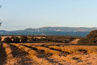 Champ de lavande à Valensole, France
