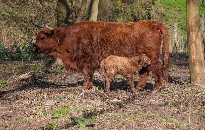 Ein sehr junges neugeborenes Kalb eines schottischen Hochländers, von ChrisWillemsen