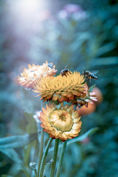 bees on flowers by Ribbi