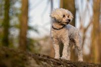 Toypudel in den Wäldern