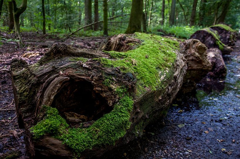 Gefällter Baum im Park mit Moos darauf von Pix-Art By Naomi.k