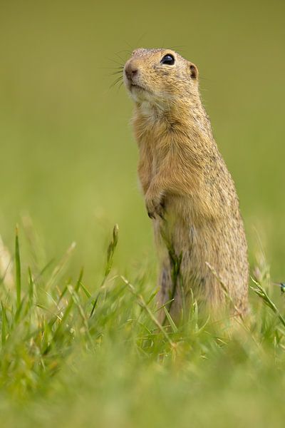 I see you by Kris Hermans