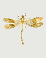Libellule d'or