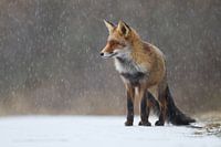 Fox in the snow