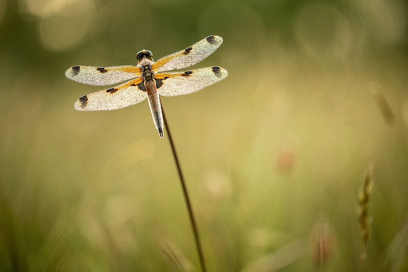 Vierflecklibelle von Erik Veltink fotografie