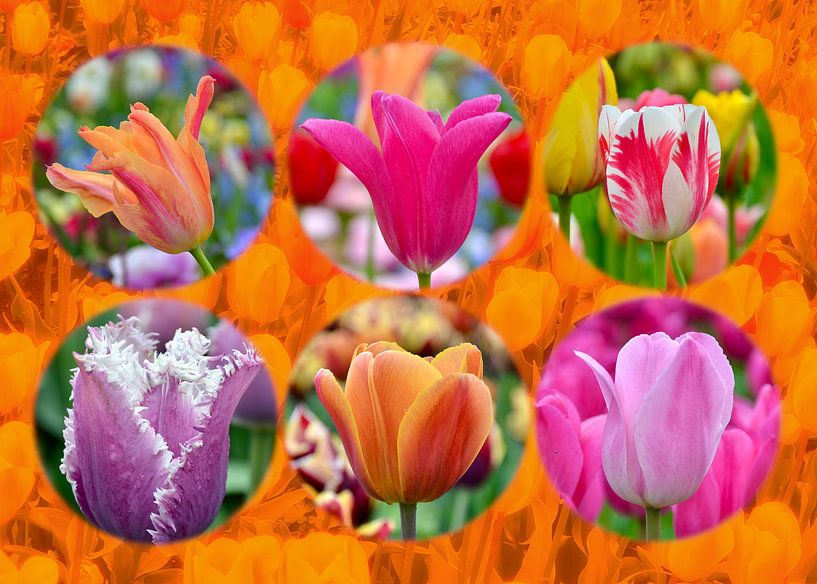 Dutch tulips (Oranje Boven!) by Hans Levendig (lev&dig fotografie)